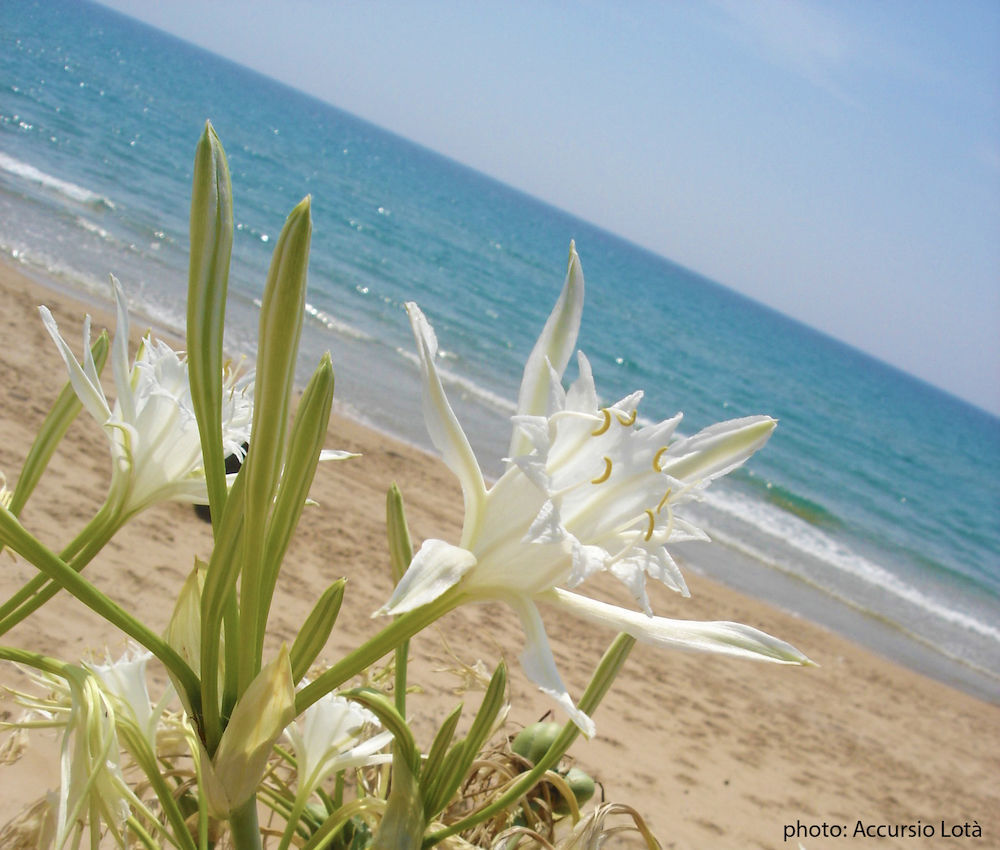 Villa Fiori Beach Menfi Exterior photo